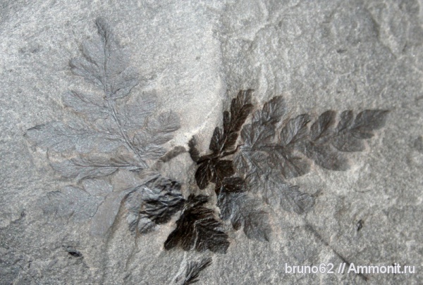 Carboniferous, Bolsovian, France, plants from Liévin aera, Fortopteris