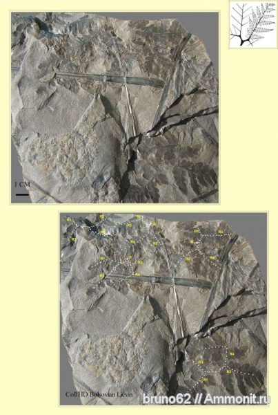 Carboniferous, Bolsovian, France, plants from Liévin aera, Fortopteris
