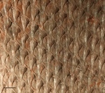 lepidodendron