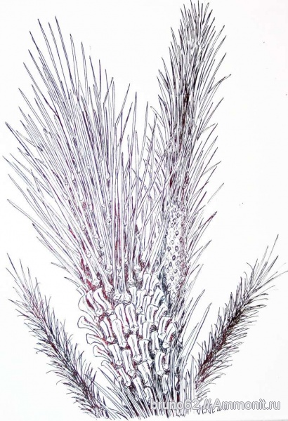 Carboniferous, реконструкция, Asolanus, Bolsovian, France, plants from Liévin aera