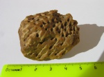 Объемный отпечаток трубчатого коралла