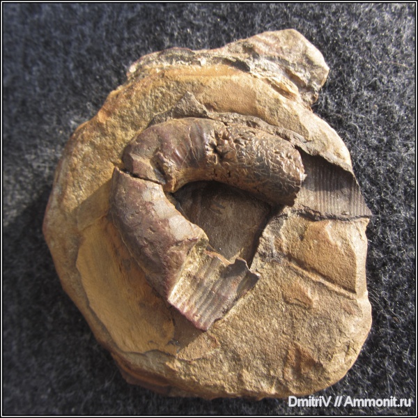 гетероморфные аммониты, Anahamulina, heteromorph ammonites