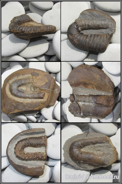 гетероморфные аммониты, Hamites, Hamitidae, р. Дефань, heteromorph ammonites
