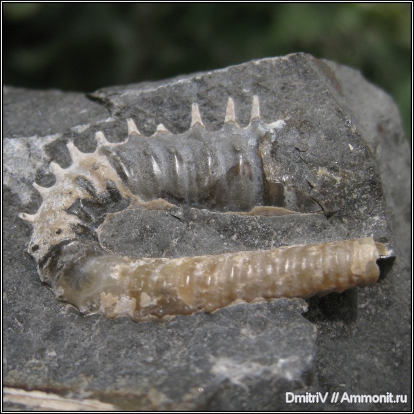 гетероморфные аммониты, Hamitidae, heteromorph ammonites