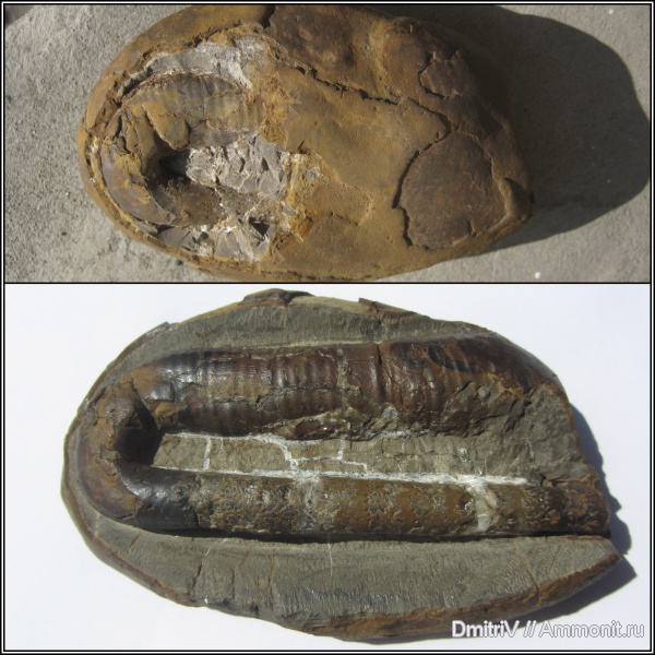гетероморфные аммониты, р. Дефань, heteromorph ammonites