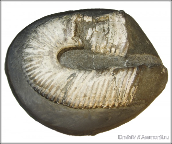 гетероморфные аммониты, Hamites, heteromorph ammonites