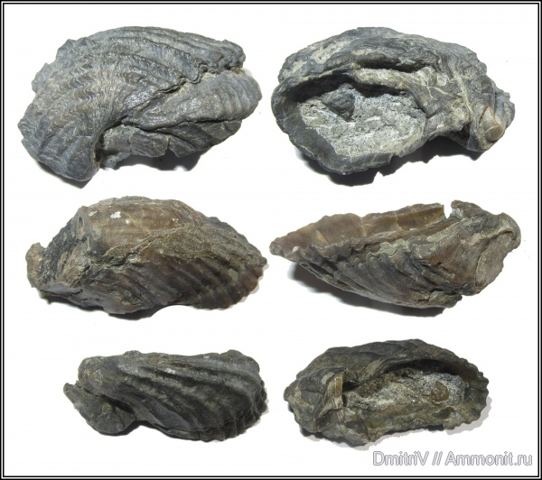 мел, устрицы, Горячий Ключ, Ostrea polyphema, Cretaceous