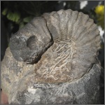 Фрагмент крупного гетероморфного аммонита