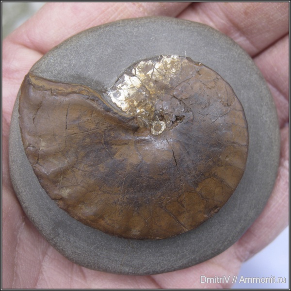 аммониты, мел, Ammonites, Kotetishvilia, Pulchelliidae, Cretaceous, Kotetishvilia armenica