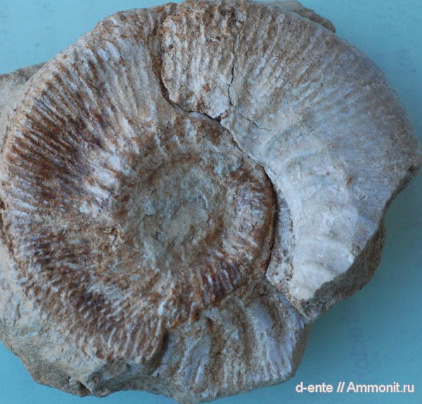 аммониты, Kepplerites, Gowericeras, Ammonites, Канев
