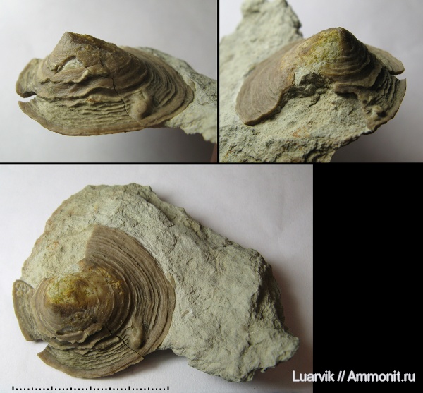 ?, mollusca, Monoplacophora