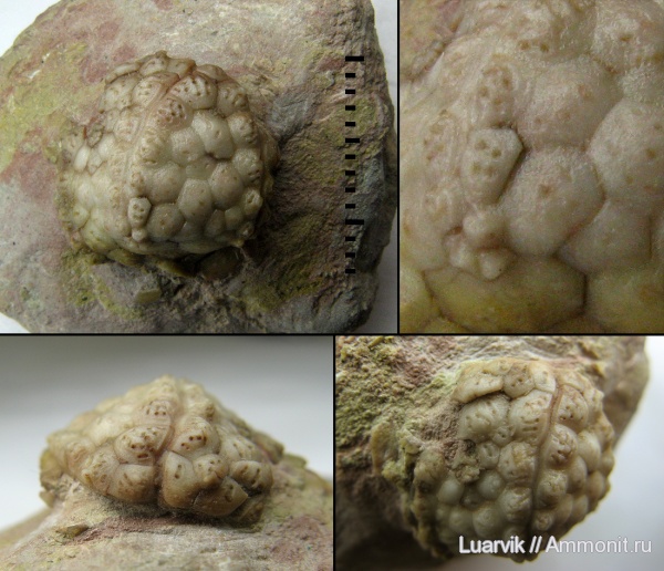 Cystoidea, Diploporita, Protocrinites, Protocrinites yakovlevi