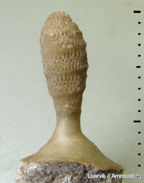 Bryozoa, Trepostomata, Dittopora