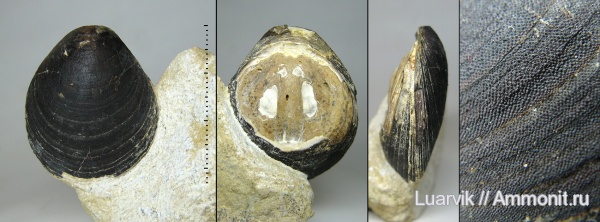 Siphonotreta, Lingulaformea