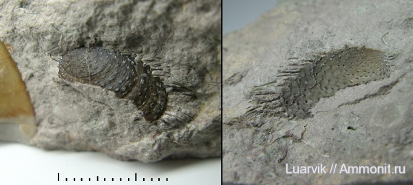 Lingulaformea, Siphonotretidae, Eosiphonotreta