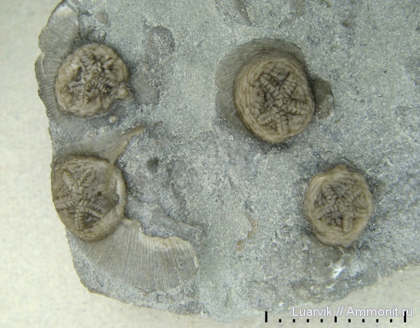 иглокожие, ордовик, Канада, Echinodermata, Epizoans, эдриоастероидеи, Edrioasteroidea, Belochthus