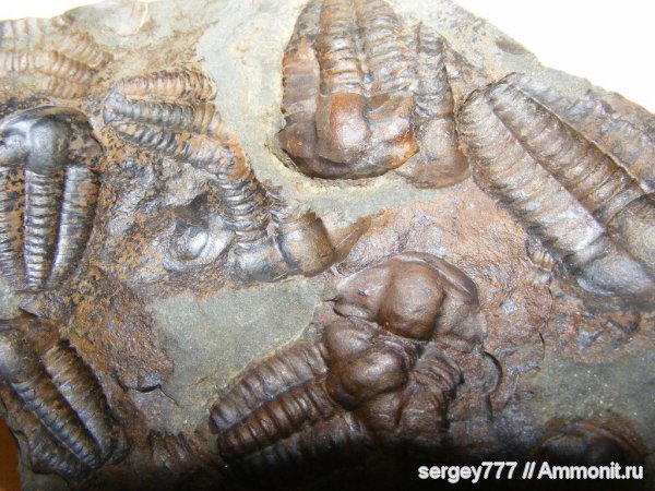 трилобиты, кембрий, Cambrian, Ellipsocephalus