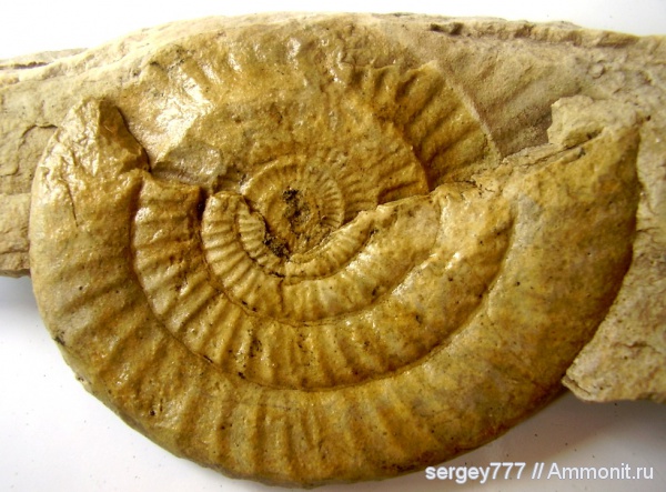 юрский период, Dactylioceras, Arnioceras, Jurassic
