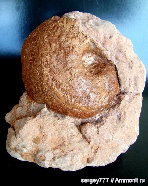 юрский период, Phylloceras heterophyllum, Jurassic