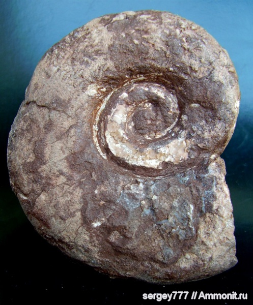 юрский период, Lytoceras cornucopia, Jurassic