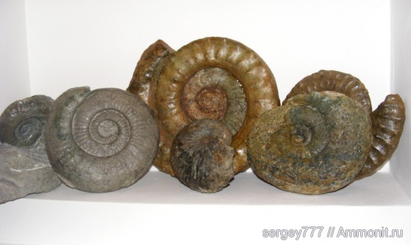 аммониты, юрский период, макроконхи, Украина, нижняя юра, Ammonites, Macroconchs, Jurassic, Lower Jurassic