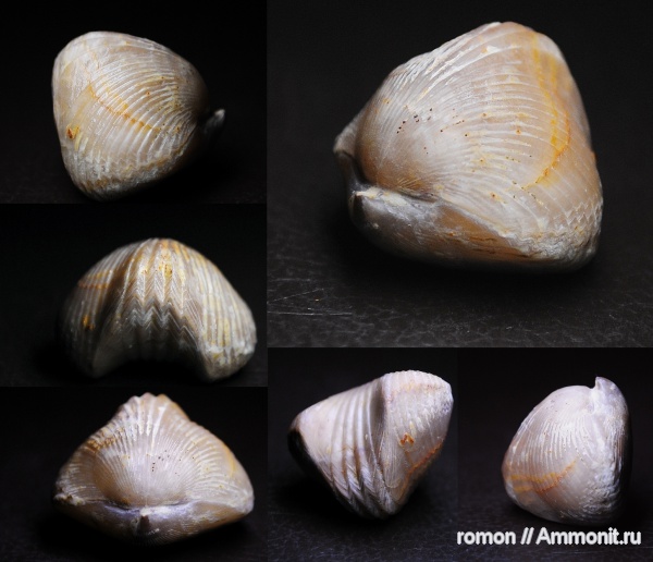 брахиоподы, девон, Devonian, Camarotoechia, Rhynchonellida, Paromoeopygma