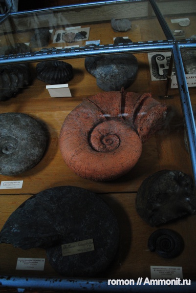 аммониты, музеи, Ammonites, Lytoceras, Lytoceratina, flares