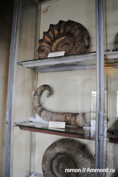 аммониты, музеи, баррем, Ammonites, Emericiceras, Barremian