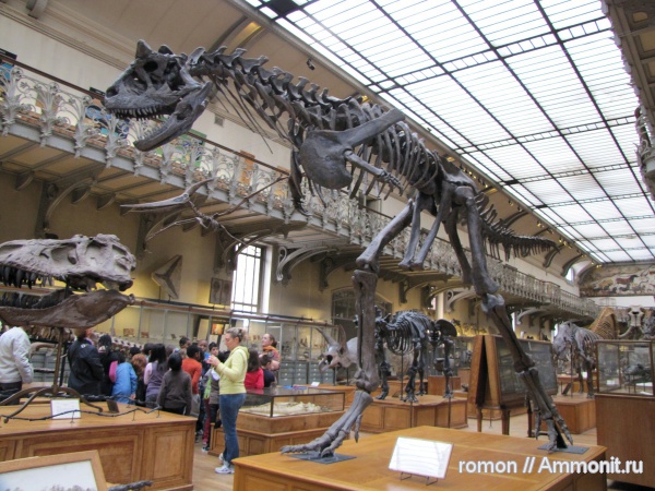 динозавры, музеи, Carnotaurus, Carnotaurus sastrei