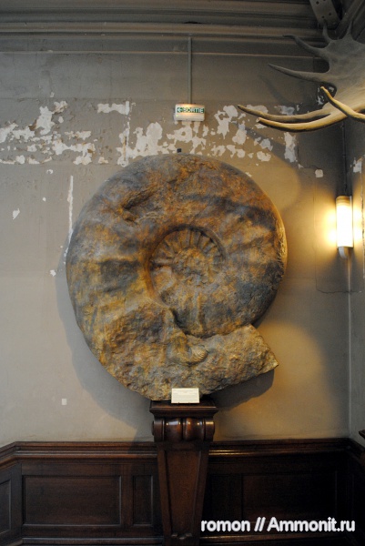 аммониты, музеи, Ammonites, Parapuzosia seppenradensis, Parapuzosia