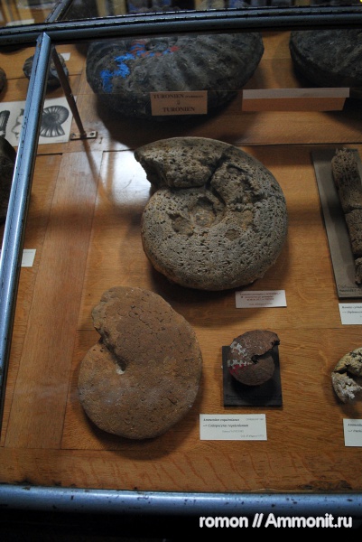 аммониты, музеи, Ammonites, Coilopoceras, Coilopoceratidae, MNHN