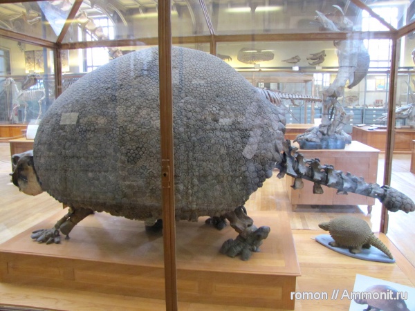 музеи, Glyptodon, MNHN