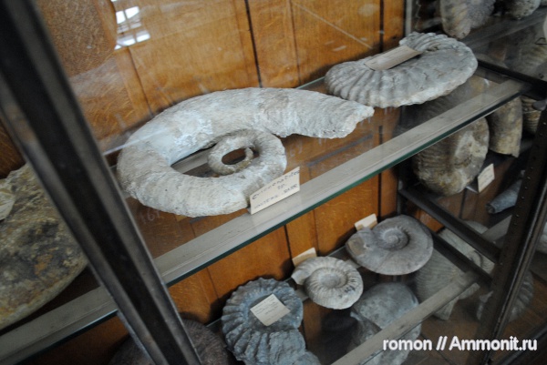 аммониты, музеи, Crioceratites, Ammonites, MNHN