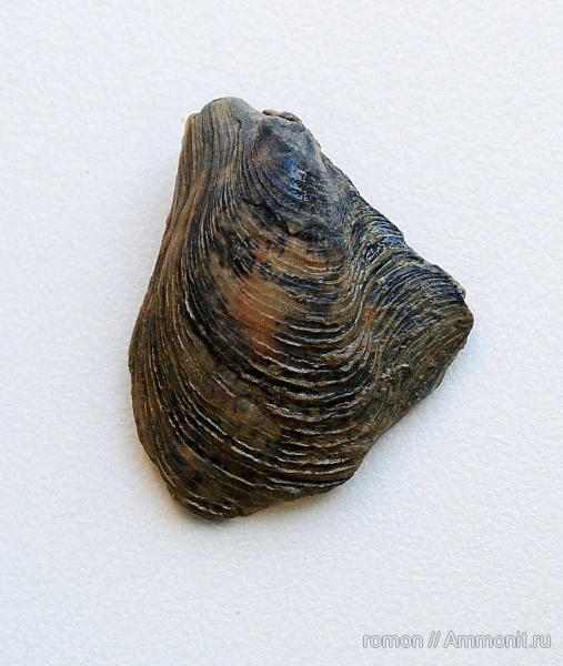 девон, двустворчатые моллюски, Devonian, Avicula