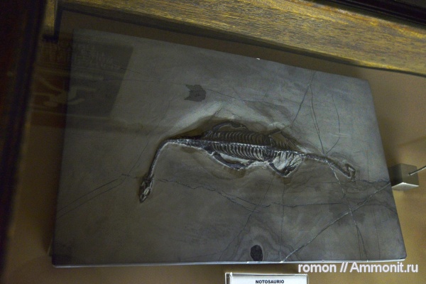 музеи, Nothosaurus, Geominero