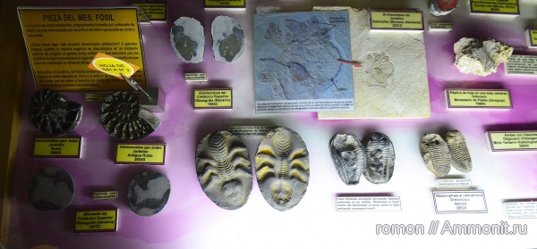 моллюски, трилобиты, музеи, Geominero, Metacriphaeus