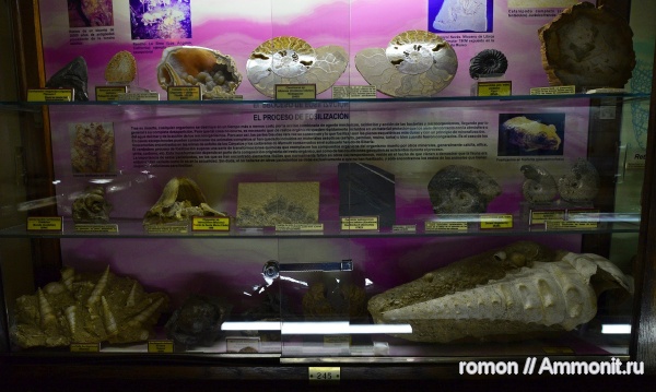 моллюски, музеи, Geominero