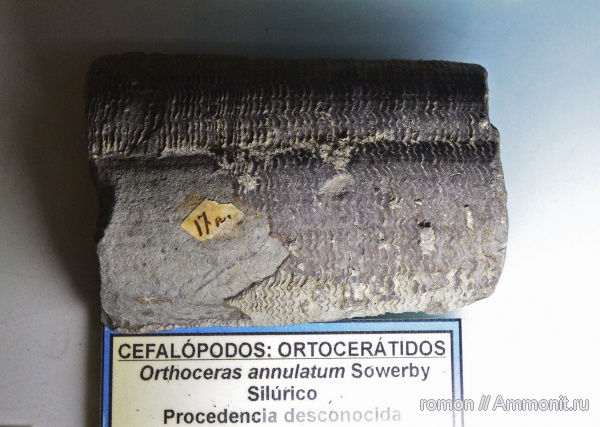 моллюски, ортоцерасы, музеи, Orthoceras, Geominero, Orthoceras annulatum