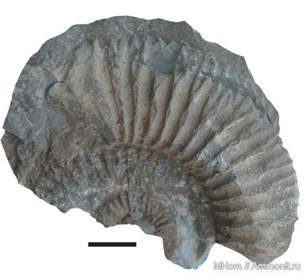 аммониты, кимеридж, Крым, Ялта, Ammonites, Discosphinctoides, Kimmeridgian, Upper Jurassic