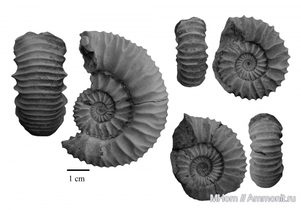 Pavlovia, волжский ярус, устье, Strajevskya, Dorsoplanitidae, Volgian