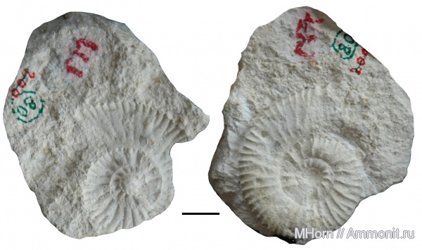 Microbiplices, Microbiplices anglicus, holotype