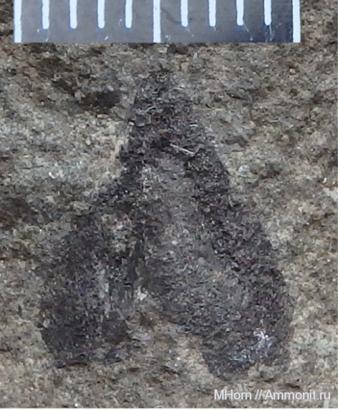 волжский ярус, Volgian, Taimyroceras, ammonite jaws