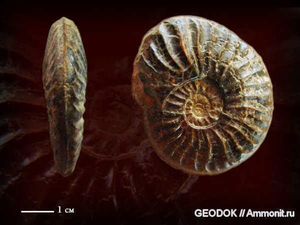 аммониты, юра, Ammonites, Graphoceratidae, аален, Staufenia sinon, Aalenian, Jurassic