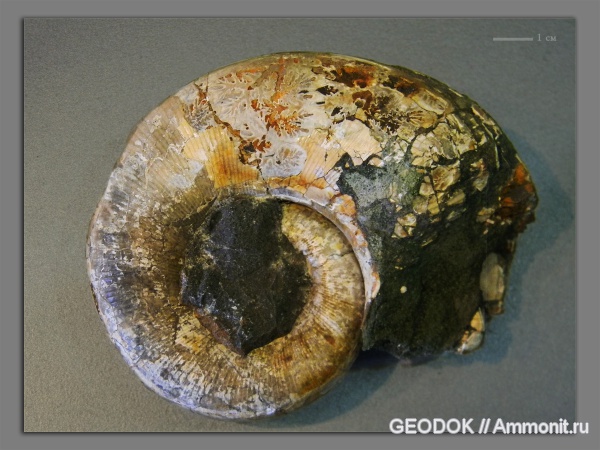 аммониты, мел, апт, Ammonites, Pictetia, Lytoceratidae, lytoceratinae, Aptian, Cretaceous