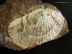 Triassic fossil
