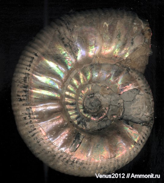 аммониты, юра, Дубки, Ammonites, Grossouvria, Jurassic