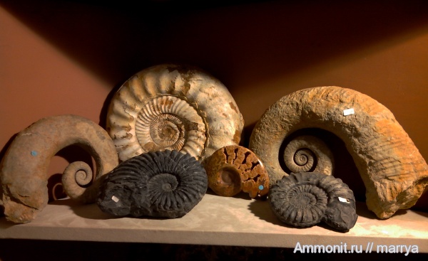 аммониты, гетероморфные аммониты, Ammonites, места продаж, heteromorph ammonites