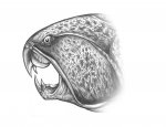 Голова дунклеостея ( Dunkleosteus telleri ).В профиль