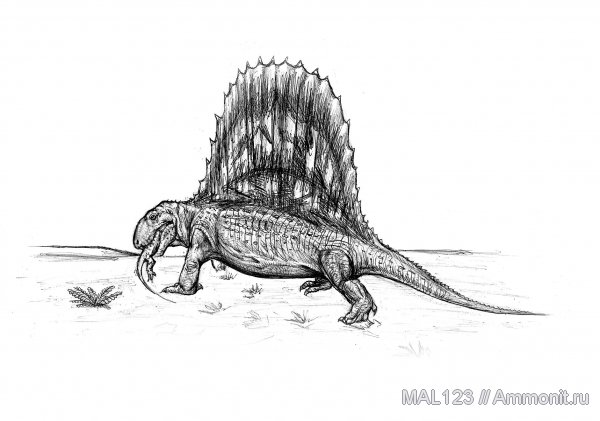 Dimetrodon, синапсиды, пеликозавры