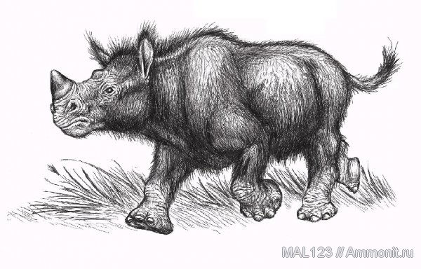шерстистые носороги, носороги, реконструкция, Coelodonta, непарнокопытные, детеныши